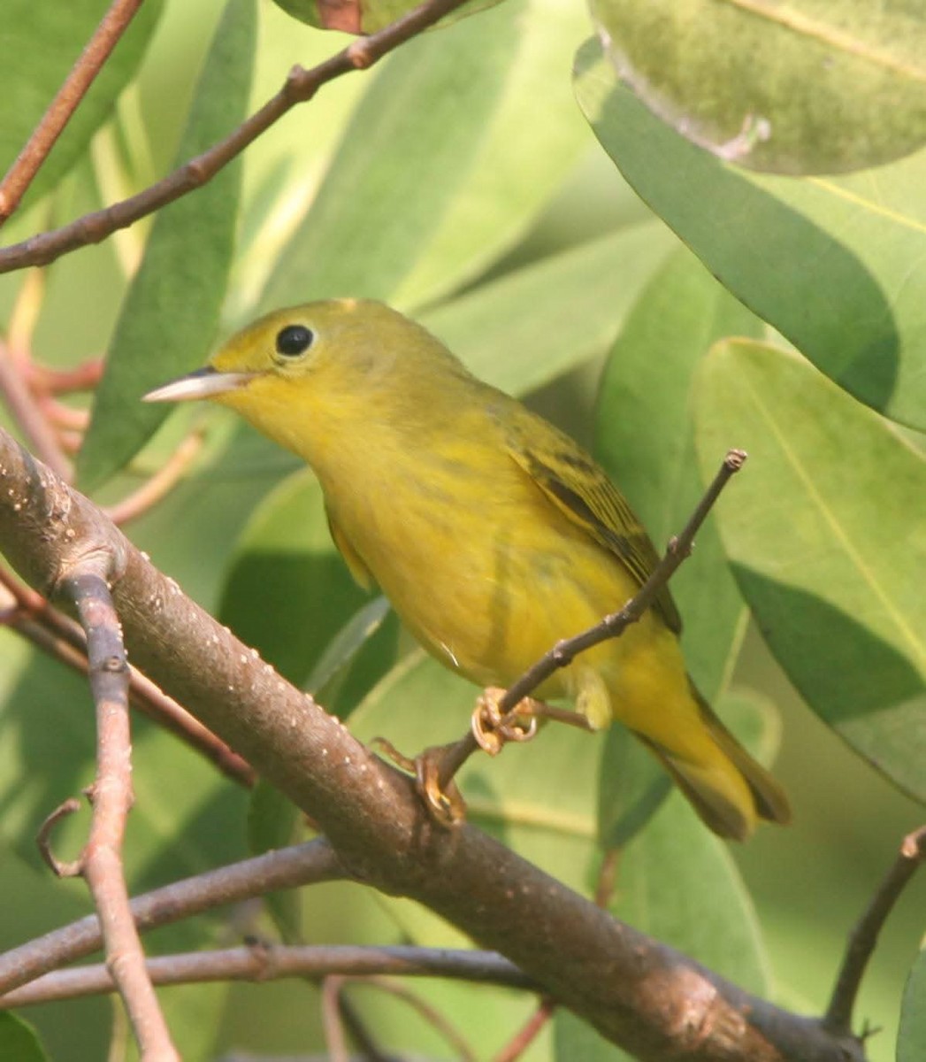 Northern/Mangrove Yellow Warbler - ML644128116