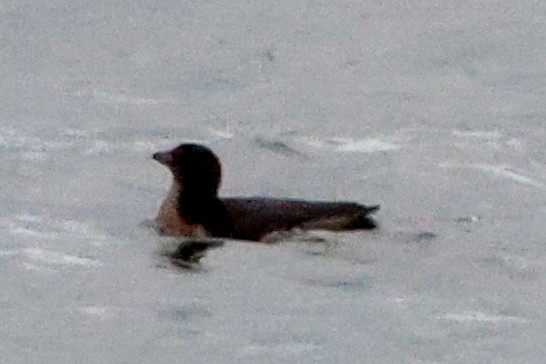 Macareux rhinocéros - ML644128140