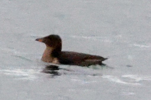 Macareux rhinocéros - ML644128141