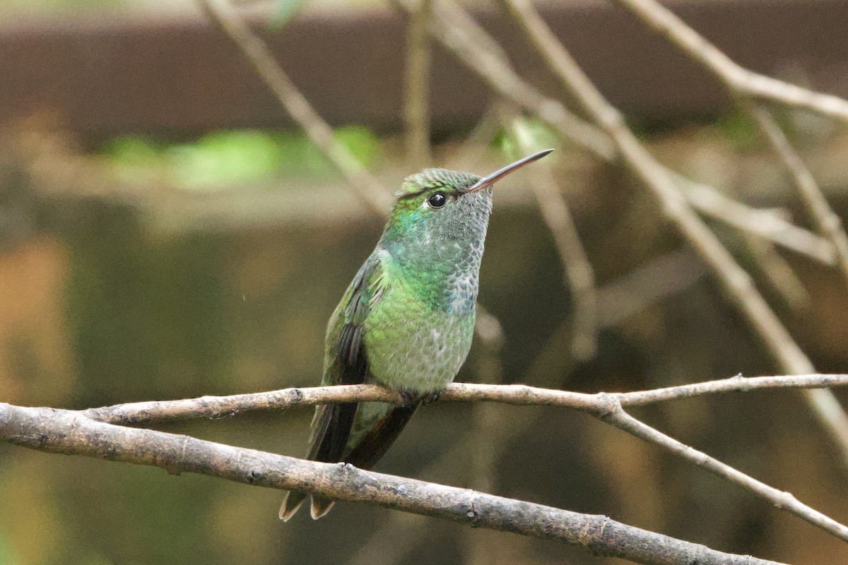 Amazilia Versicolor - ML644128144