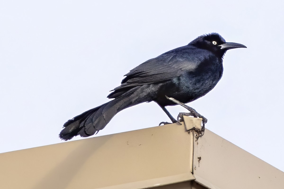 Great-tailed Grackle - ML644128158