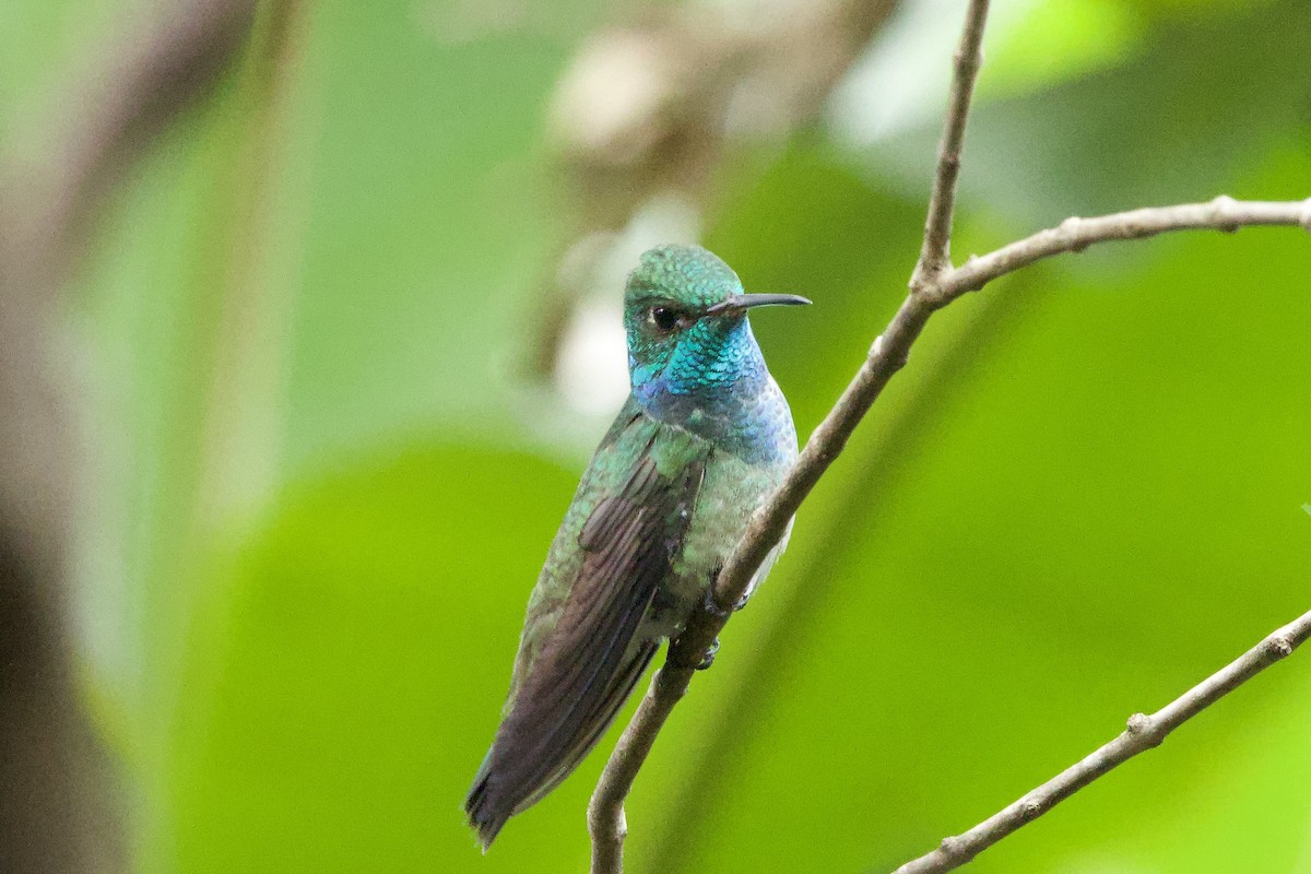 Amazilia Versicolor - ML644128161