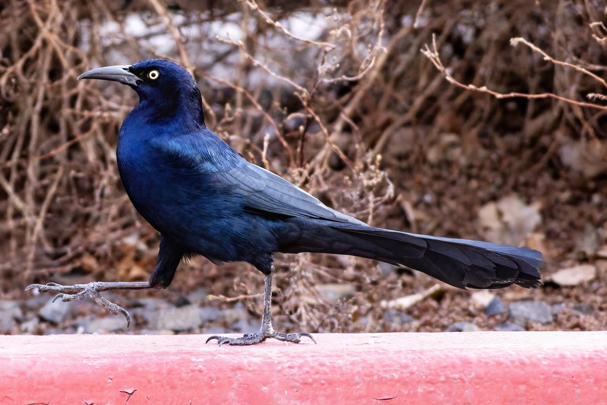 Great-tailed Grackle - ML644128162