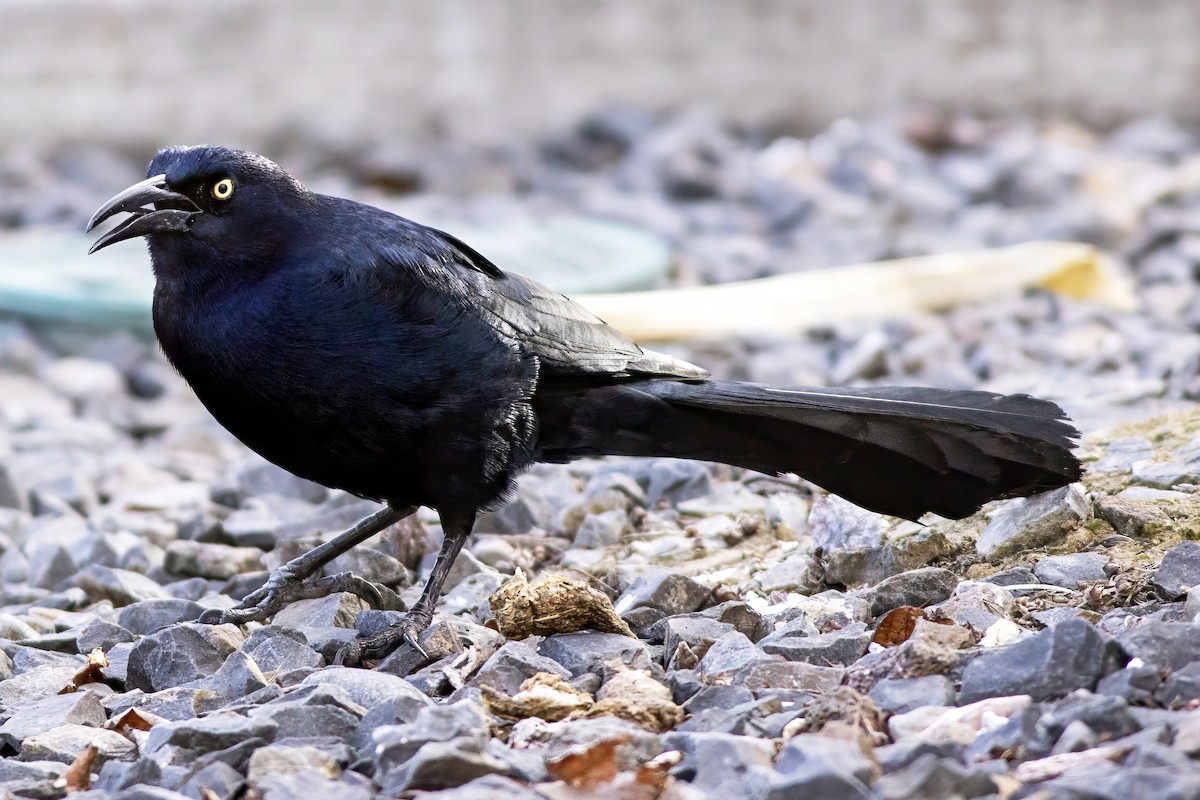 Great-tailed Grackle - ML644128166
