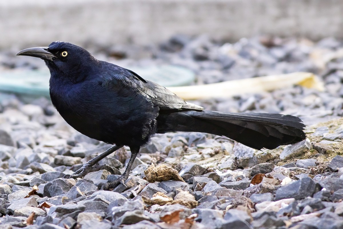 Great-tailed Grackle - ML644128169