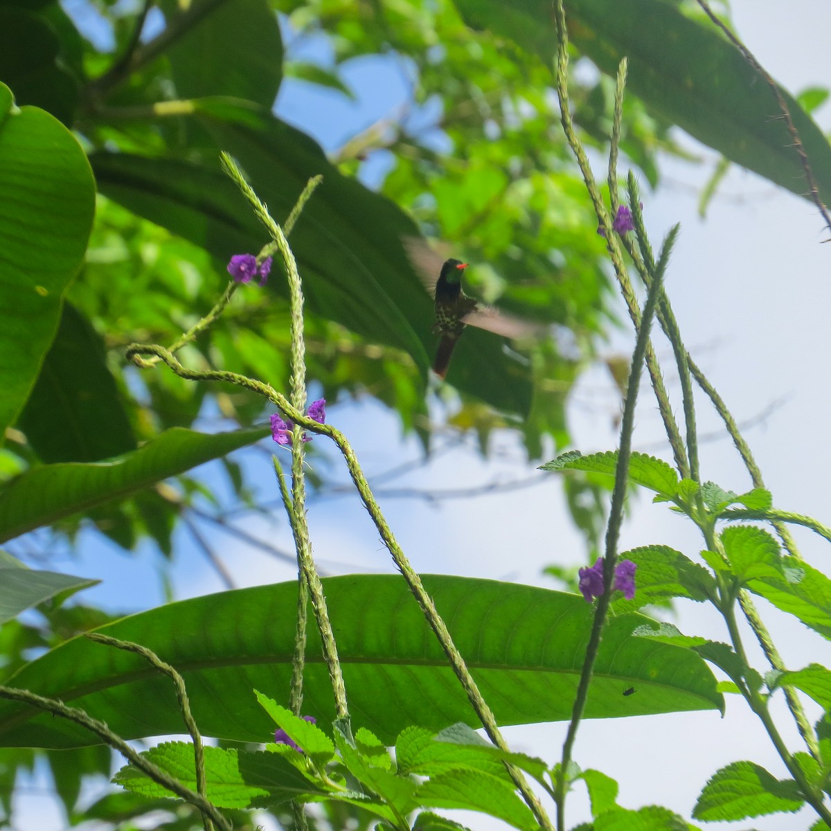 Black-crested Coquette - ML644128184