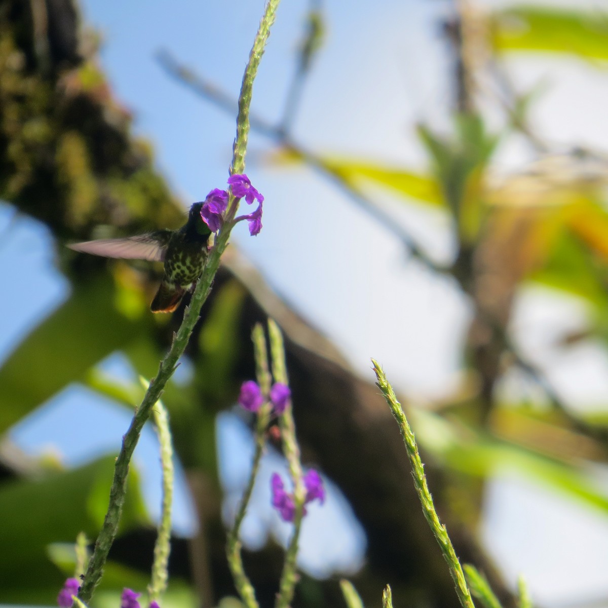 Black-crested Coquette - ML644128185