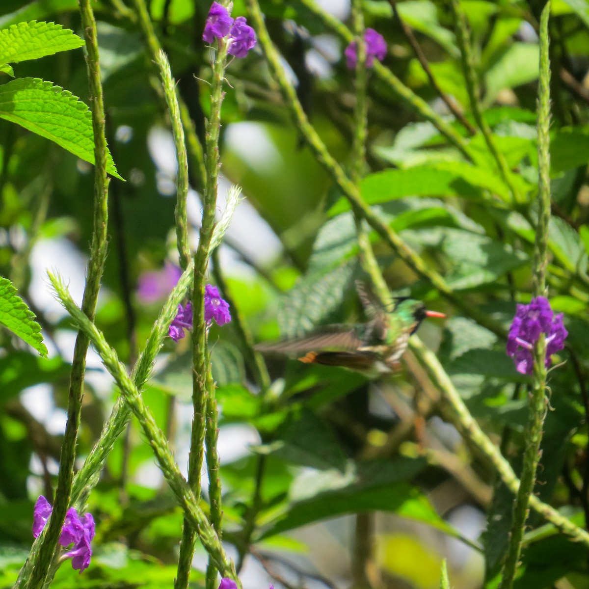 Black-crested Coquette - ML644128186
