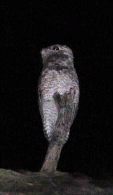 Great Potoo - ML644128197