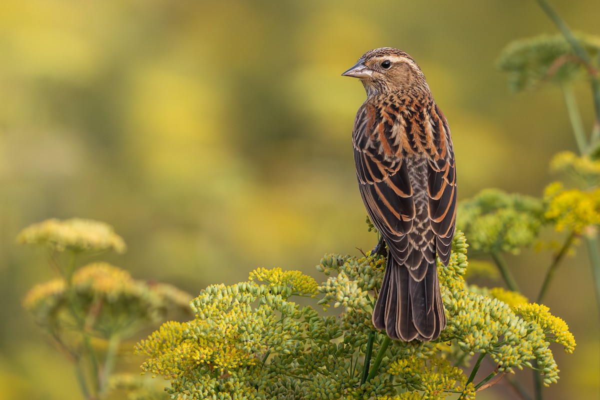 rødvingetrupial - ML644128207