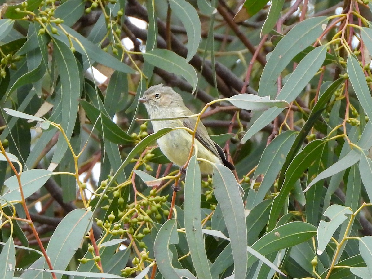 コバシムシクイ - ML644128217