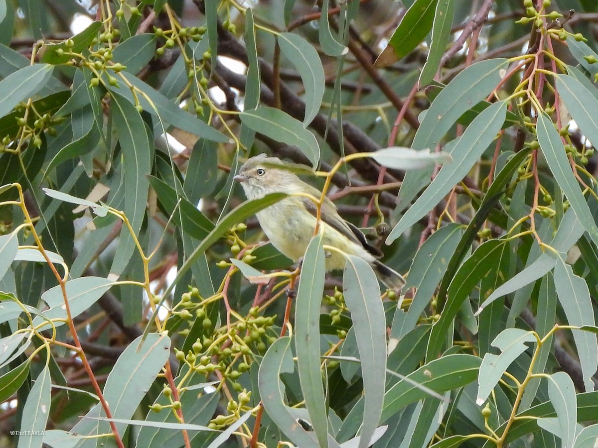 コバシムシクイ - ML644128218