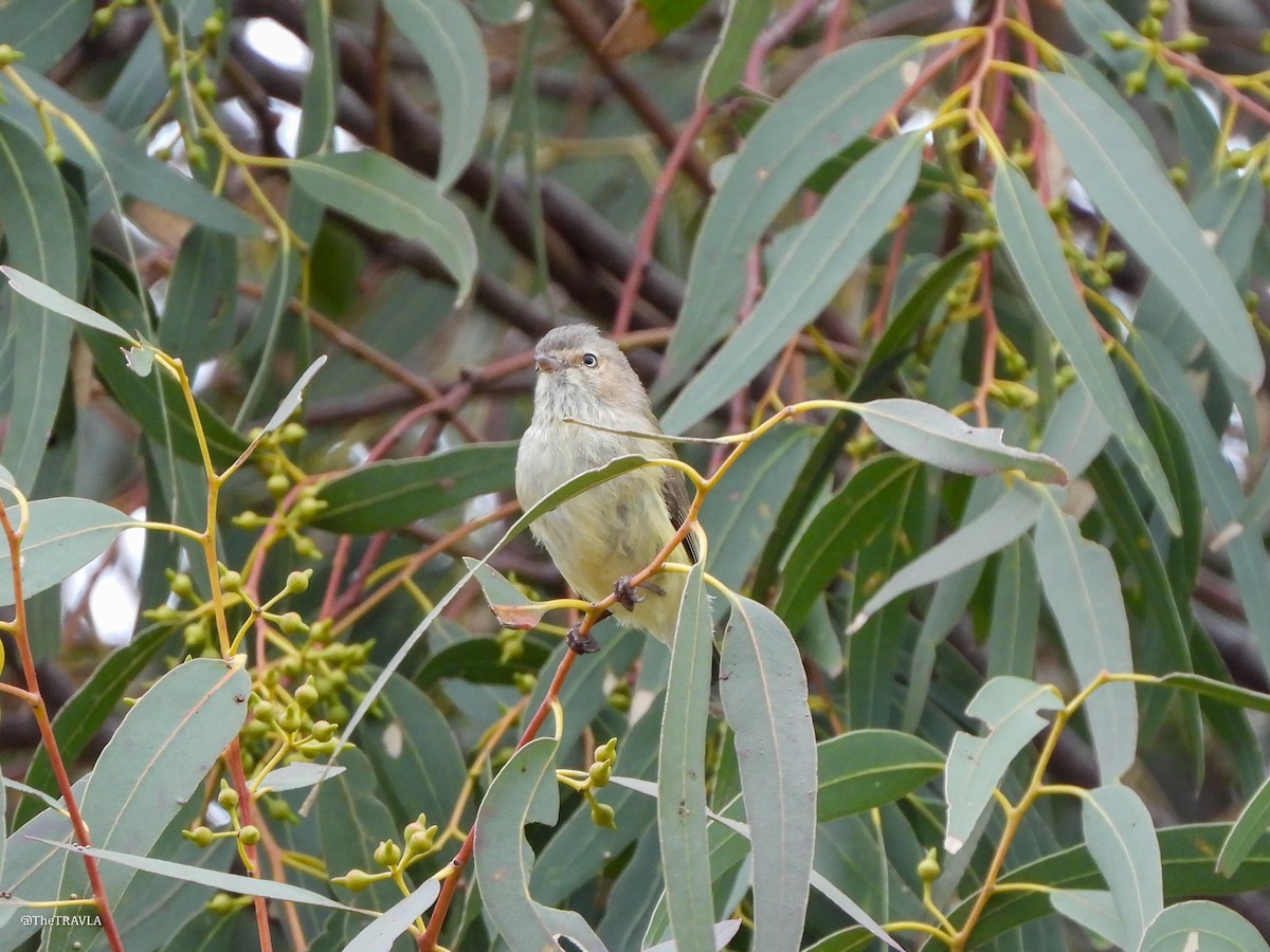 コバシムシクイ - ML644128219