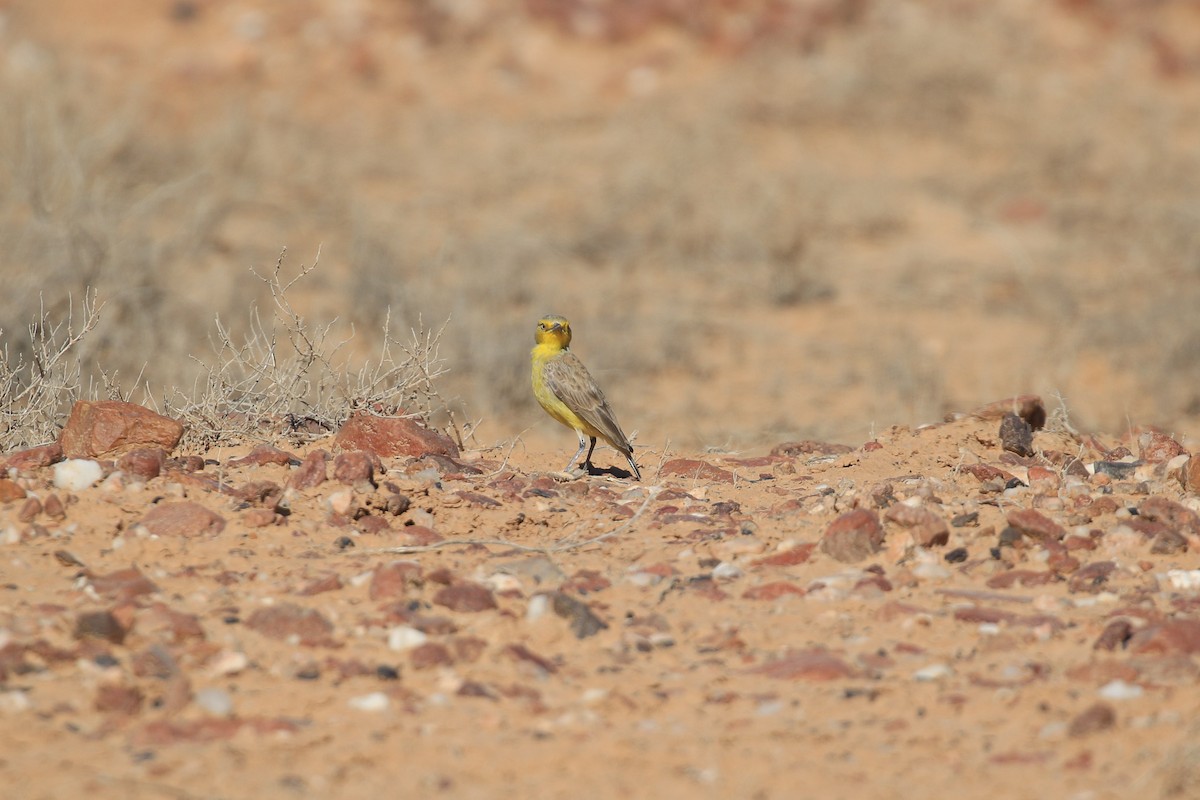 Gibberbird - ML644128220