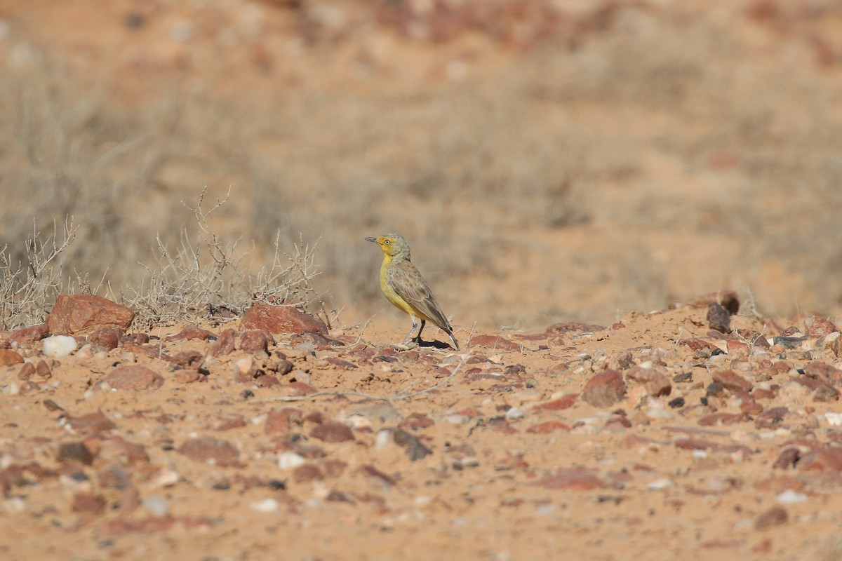 Gibberbird - ML644128221