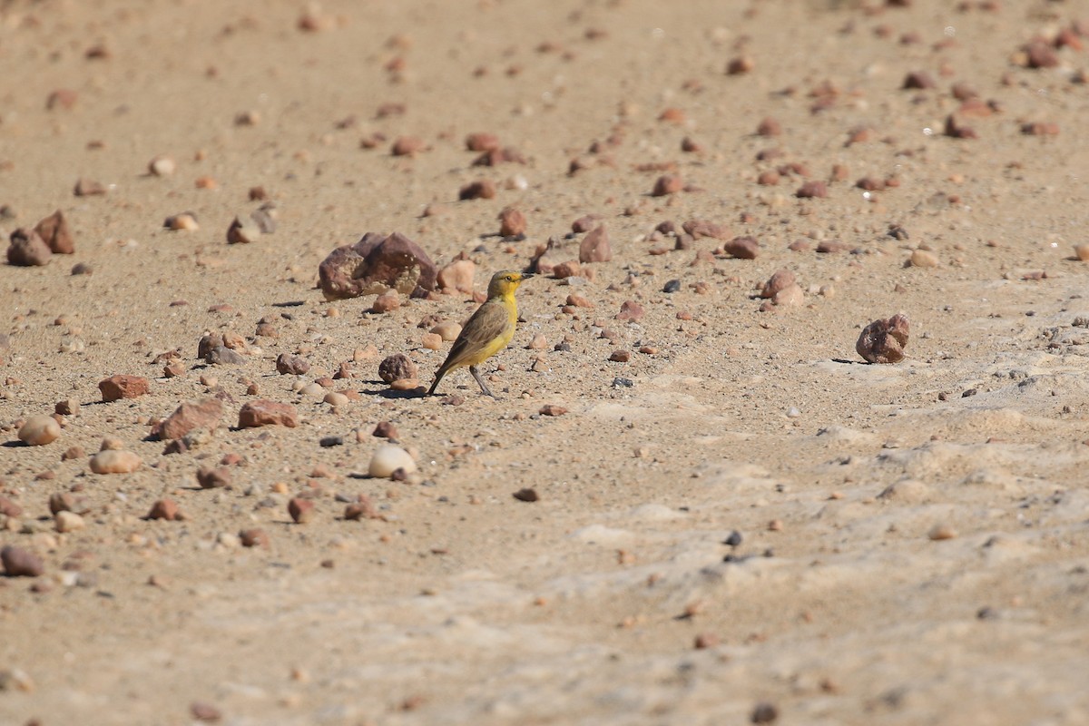 Gibberbird - ML644128222