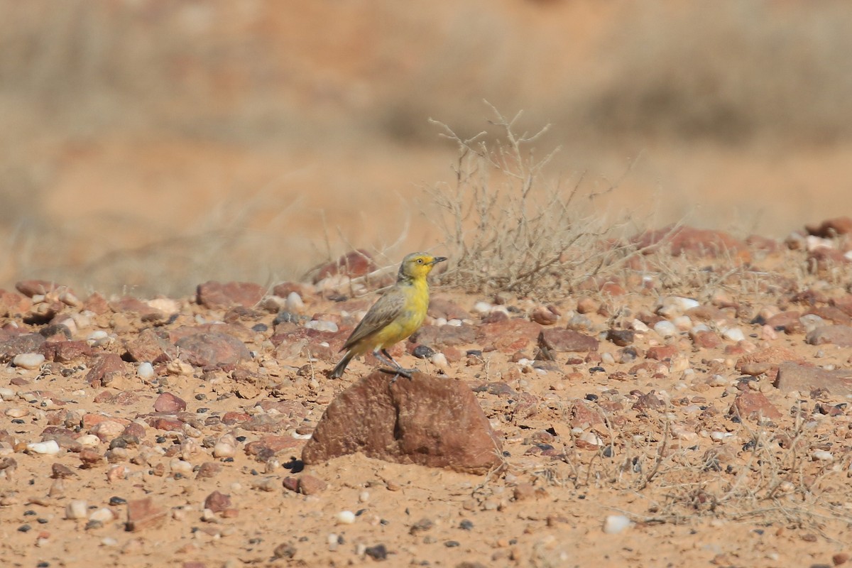 Gibberbird - ML644128223