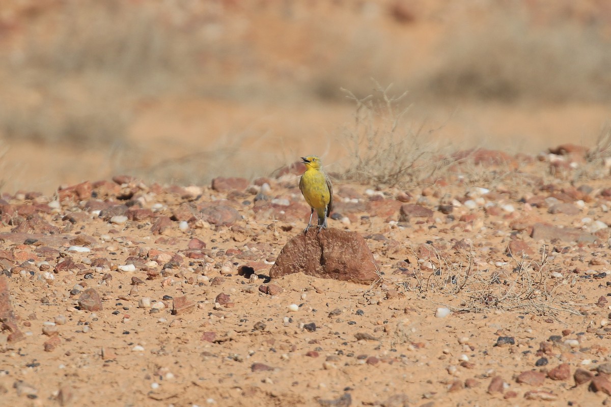 Gibberbird - ML644128224