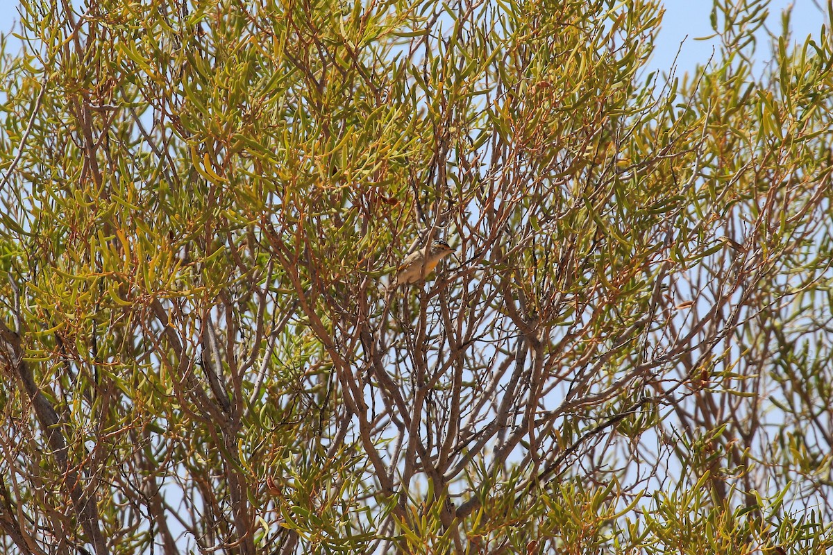 Red-browed Pardalote - ML644128233