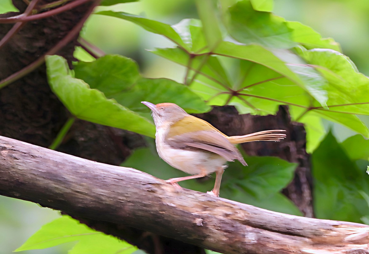 Common Tailorbird - ML644128239
