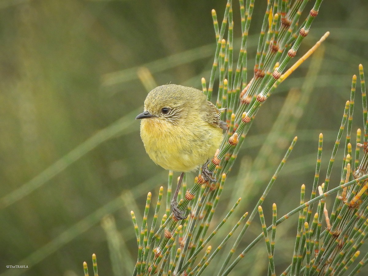 ヒメトゲハシムシクイ - ML644128243