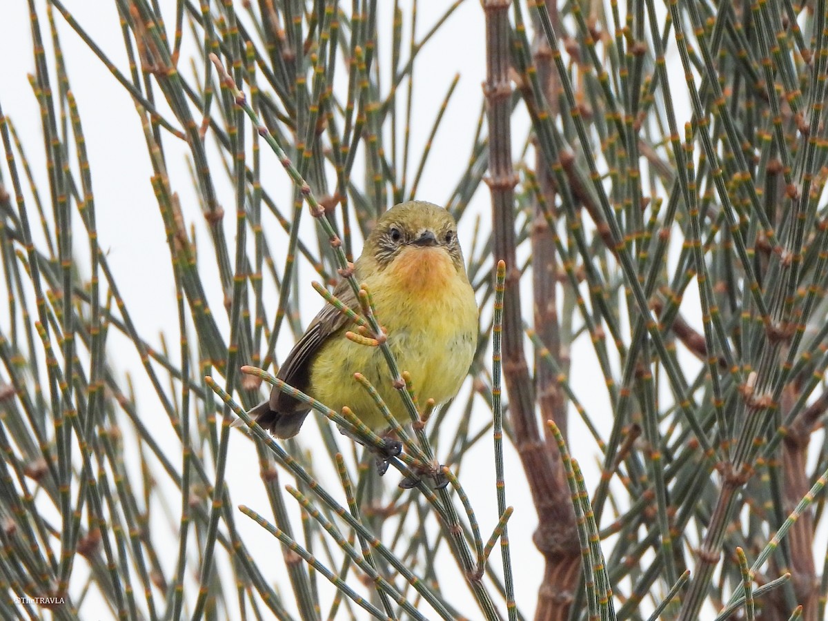 ヒメトゲハシムシクイ - ML644128244