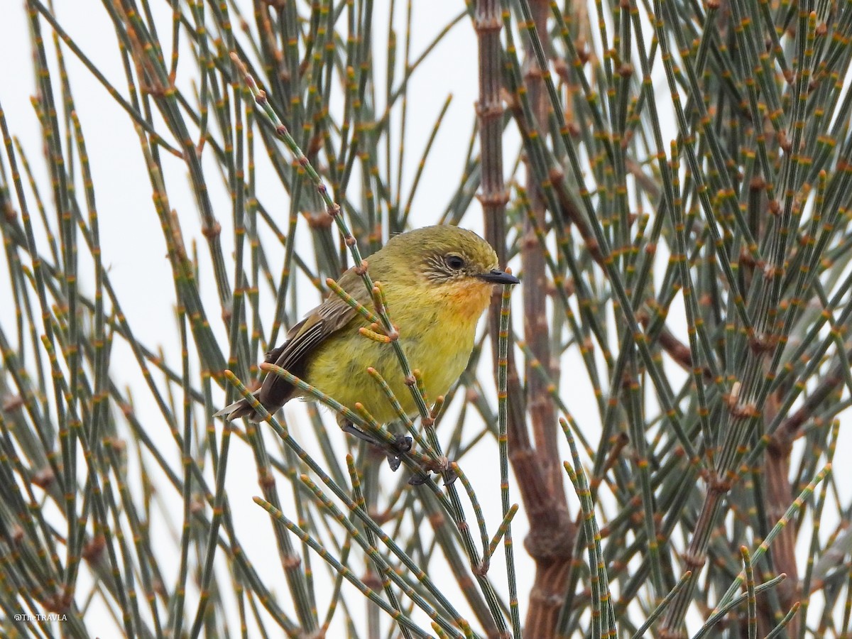 ヒメトゲハシムシクイ - ML644128245