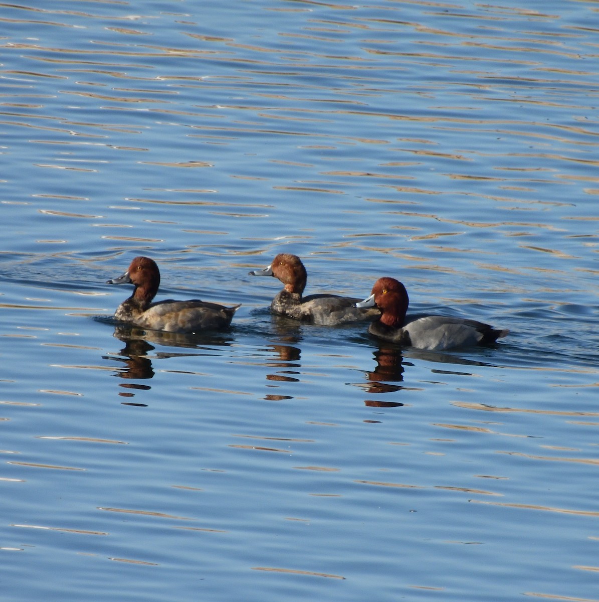 Redhead - Dominic DeLaca-Wauer