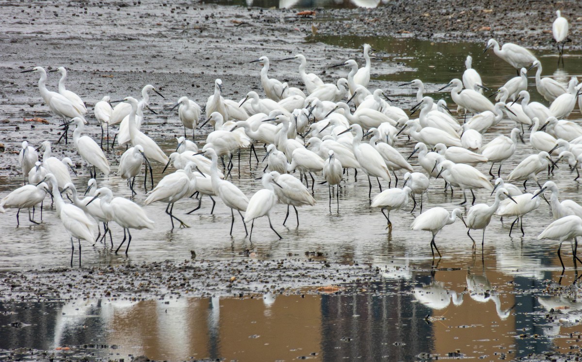 Little Egret - ML644128251