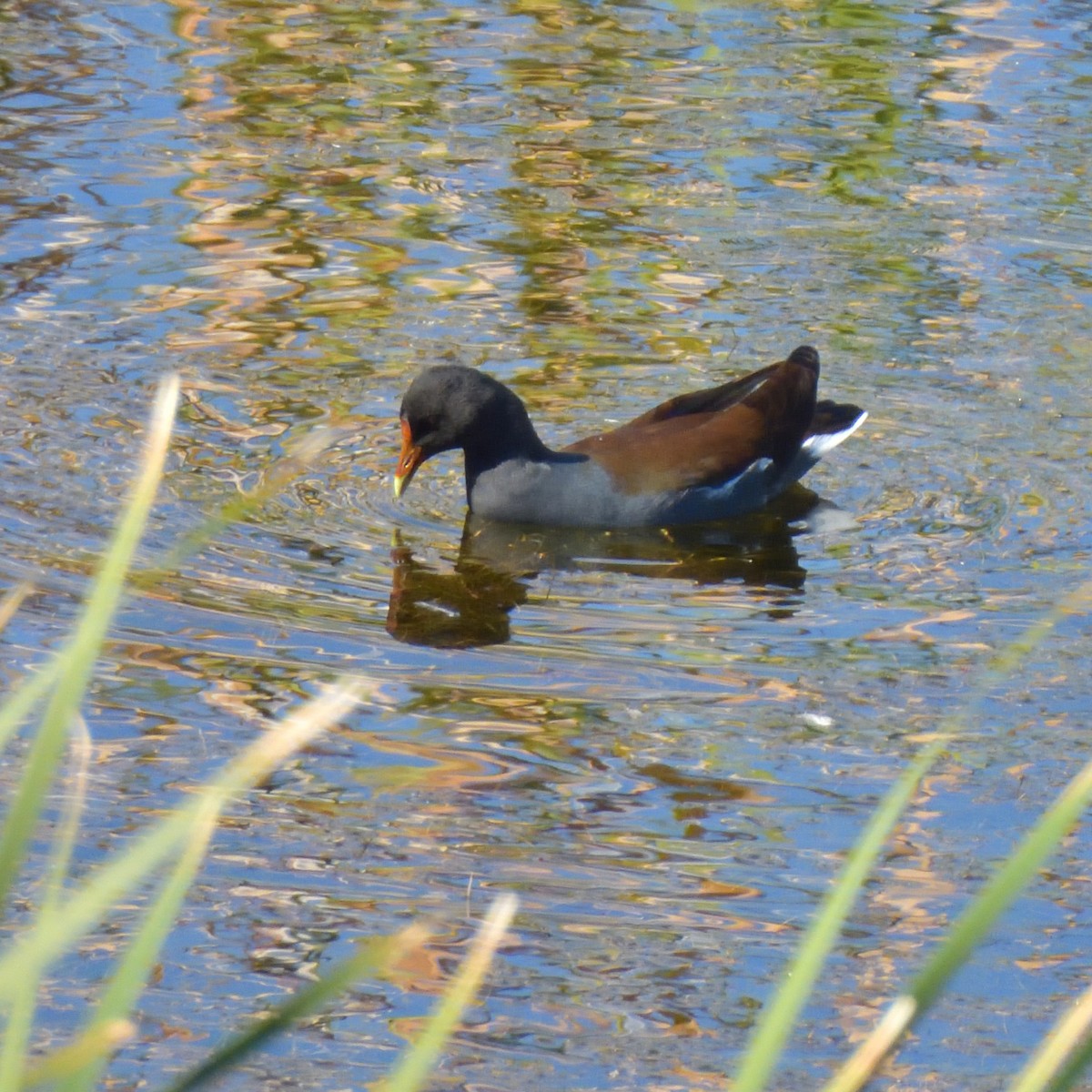 Gallinule d'Amérique - ML644128252