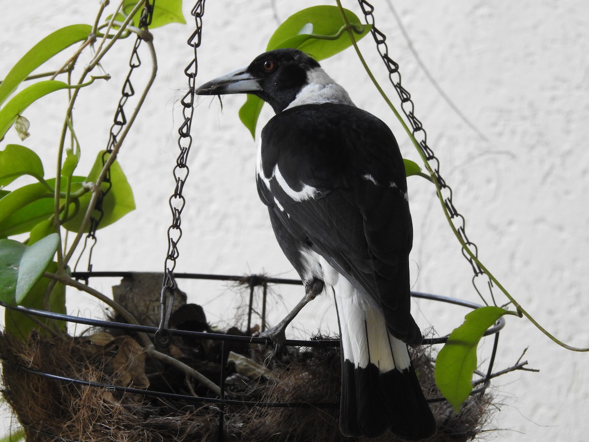 Australian Magpie - ML644128256