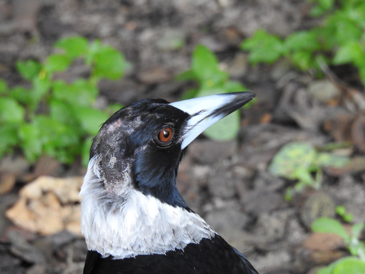 Australian Magpie - ML644128257