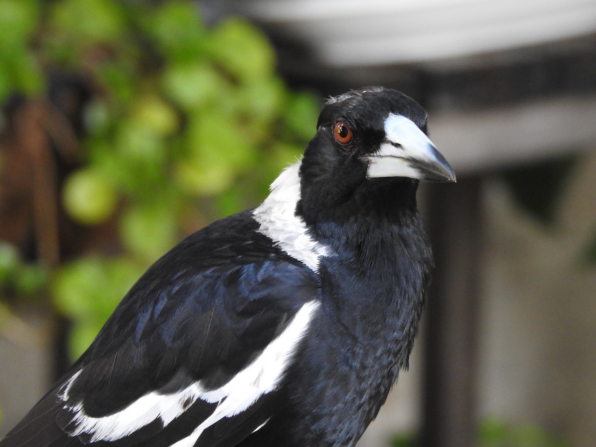 Australian Magpie - ML644128258
