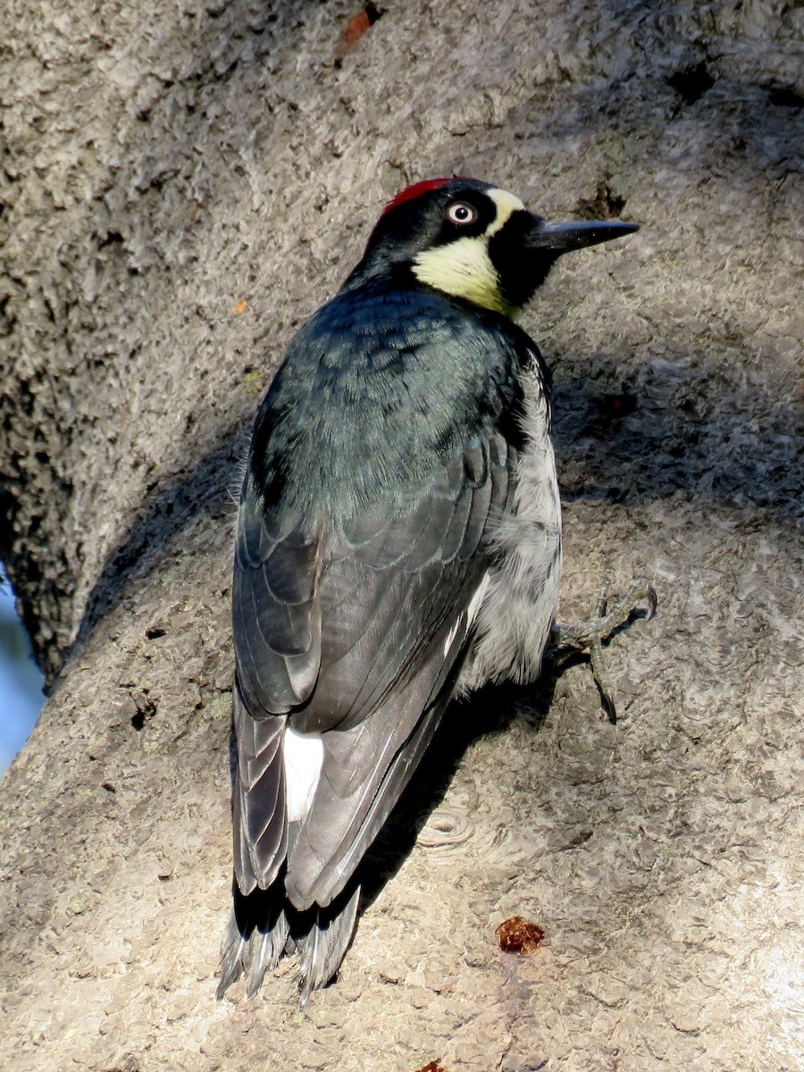 Acorn Woodpecker - ML644128265