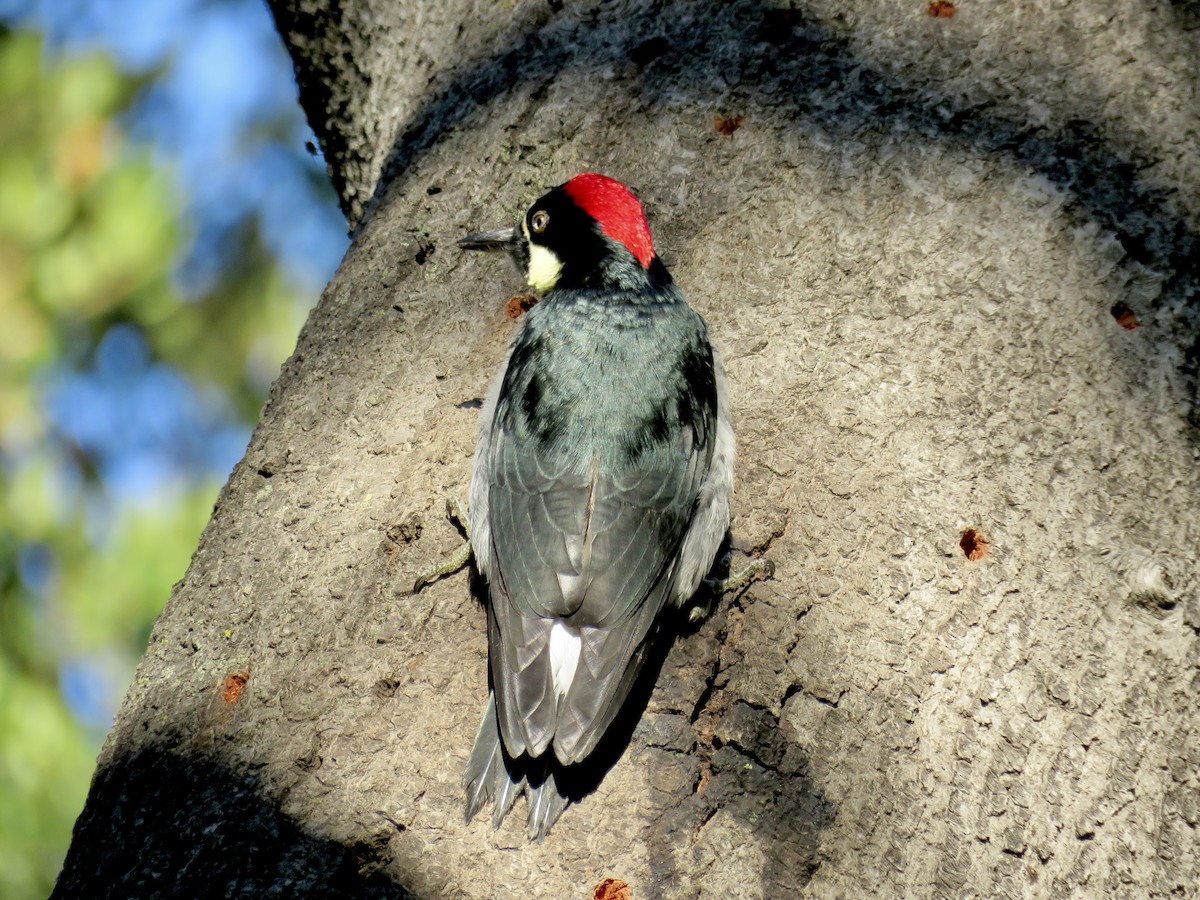 Acorn Woodpecker - ML644128266