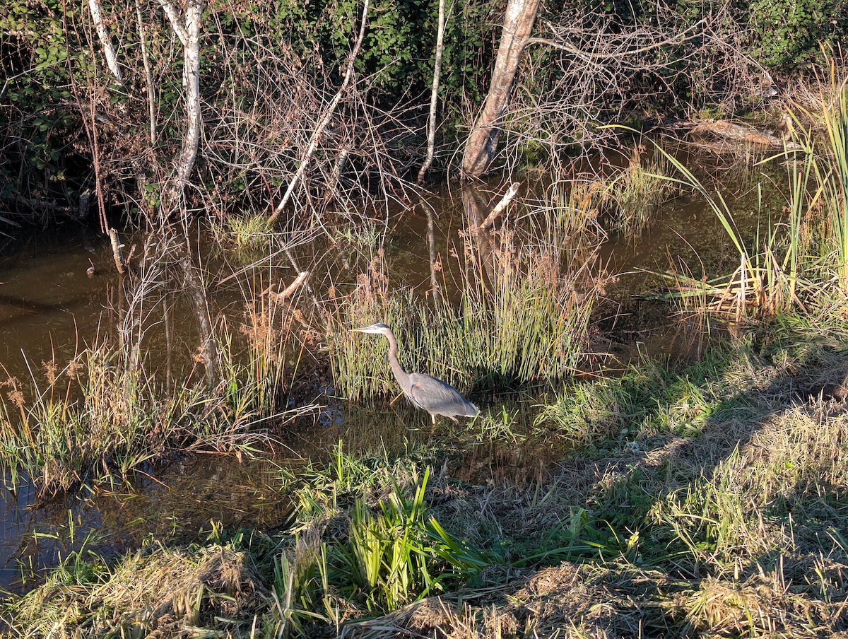 Great Blue Heron - ML644128280