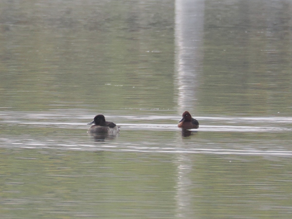 Ferruginous Duck - ML644128289