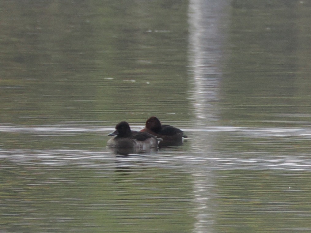 Ferruginous Duck - ML644128290