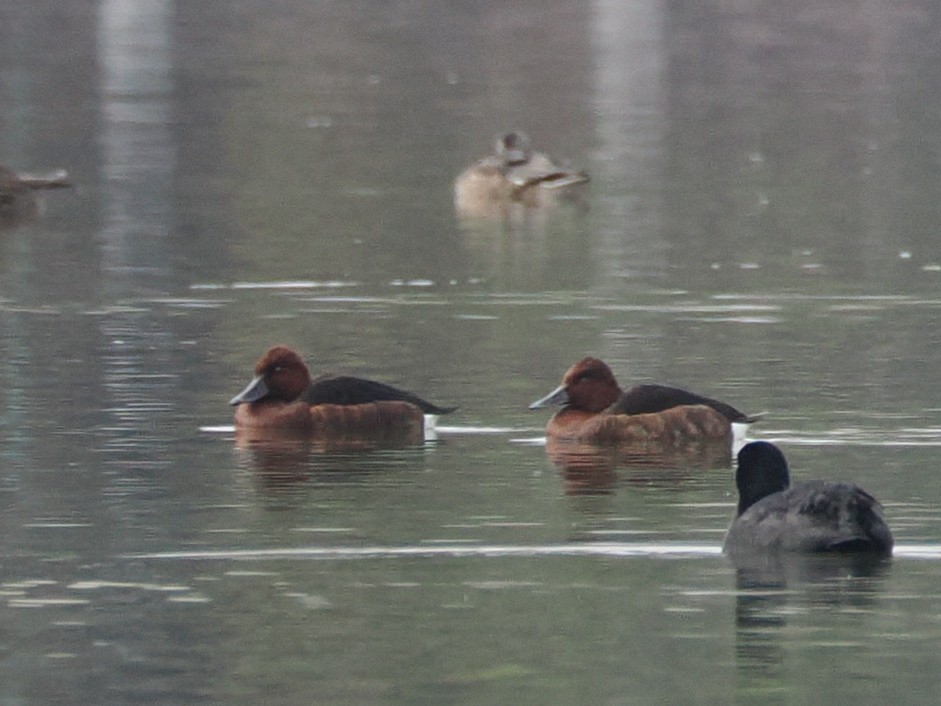 Ferruginous Duck - ML644128291
