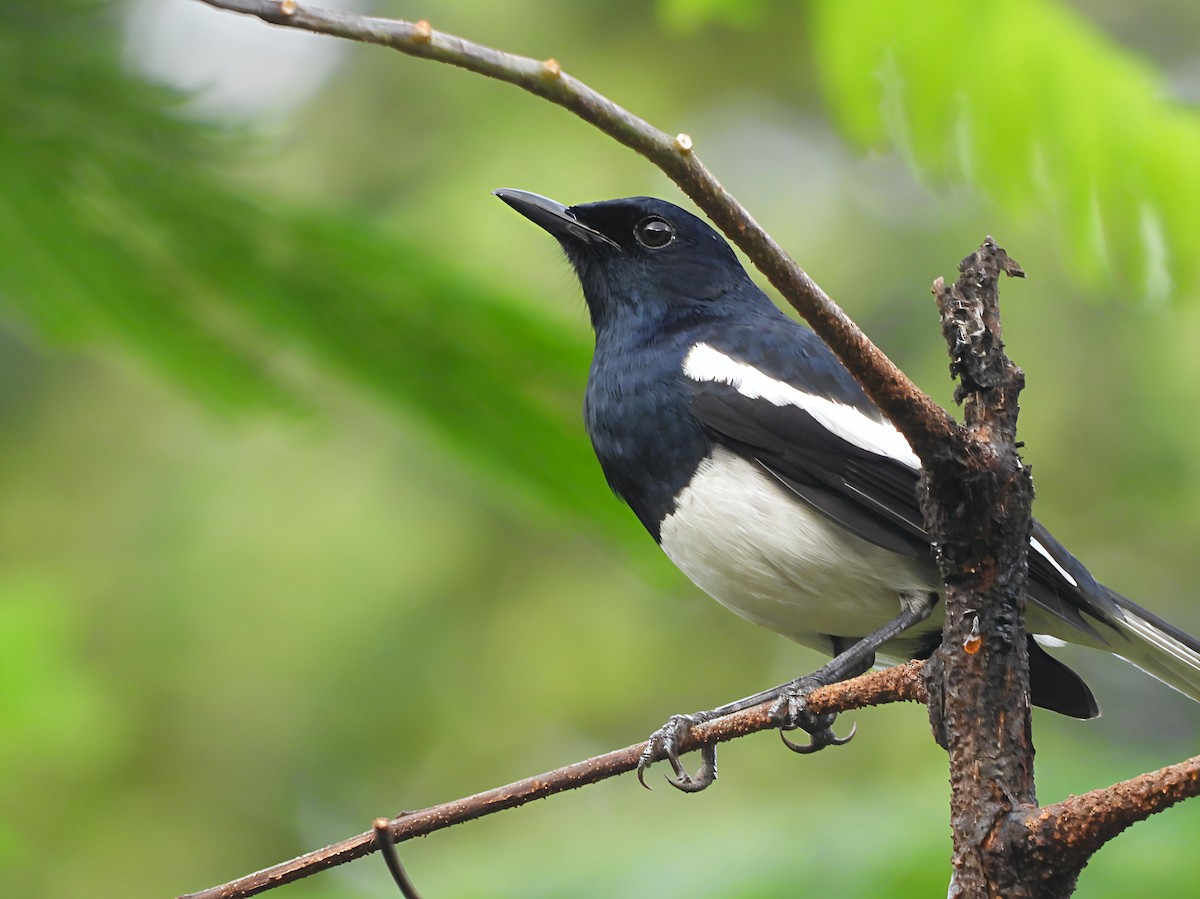 Oriental Magpie-Robin - ML644128292