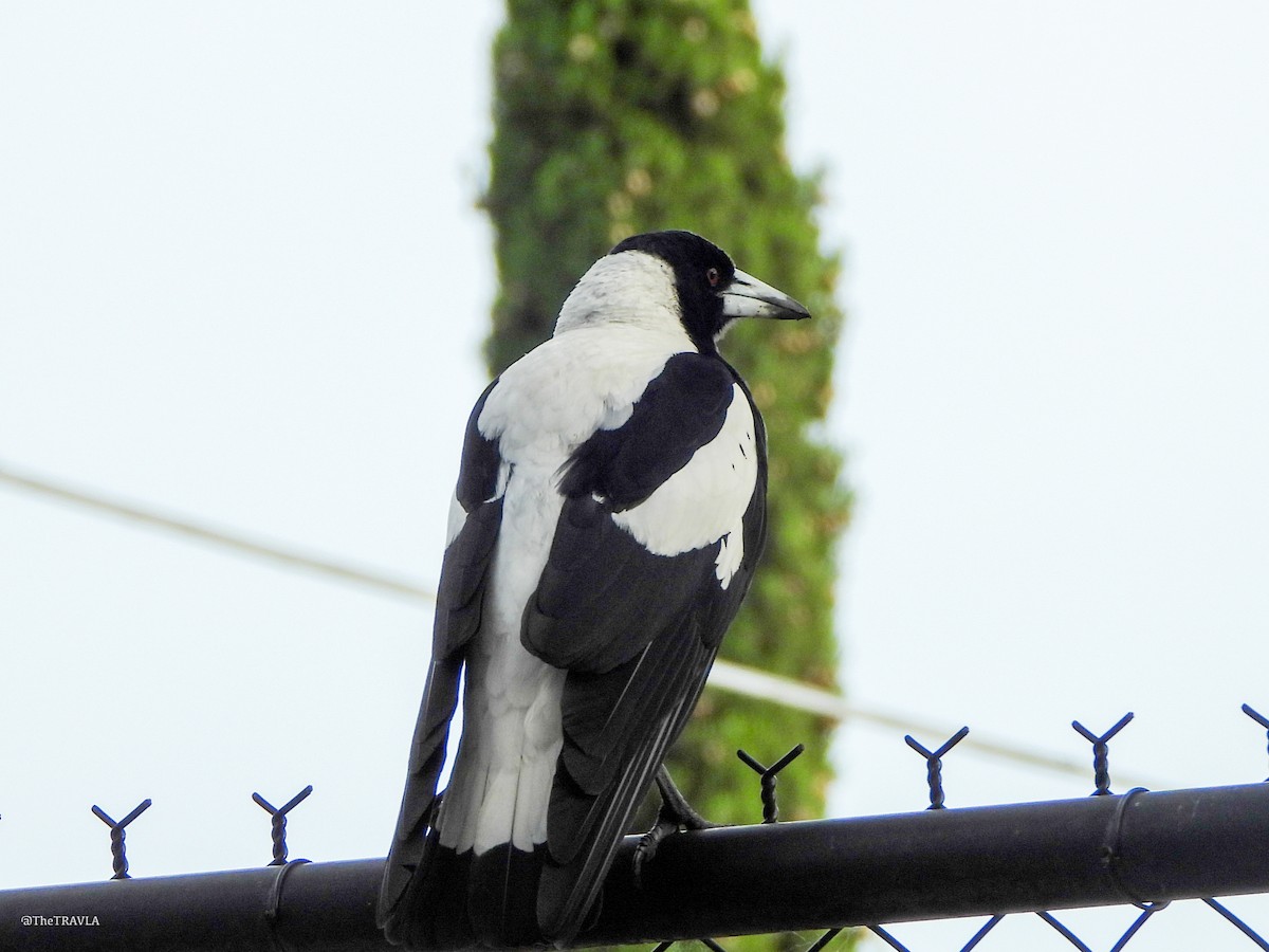 Australian Magpie - ML644128295