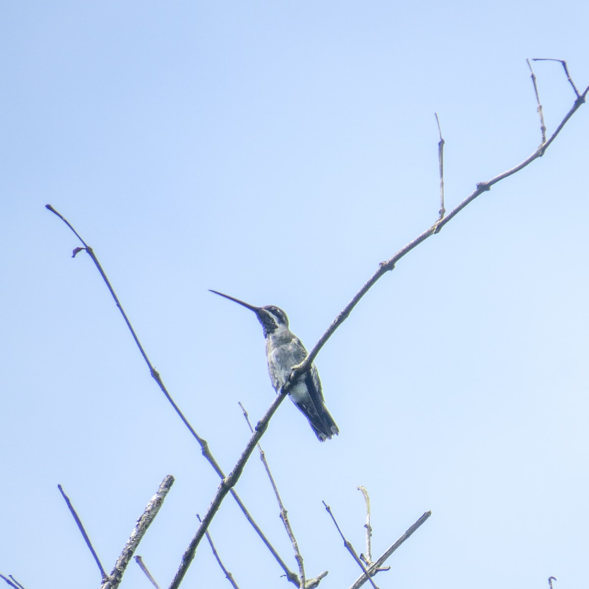 Plain-capped Starthroat - ML644128296