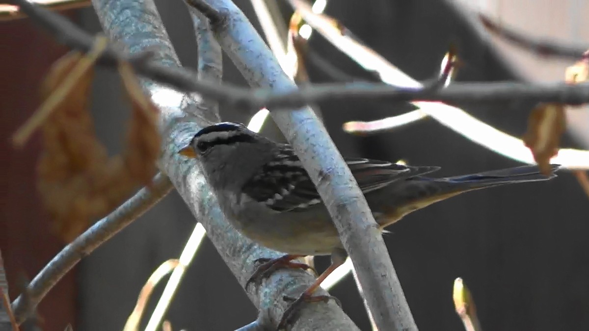 White-crowned Sparrow - ML644128297