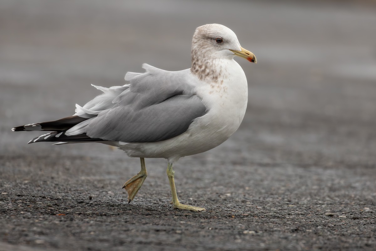 Gaviota Californiana - ML644128304