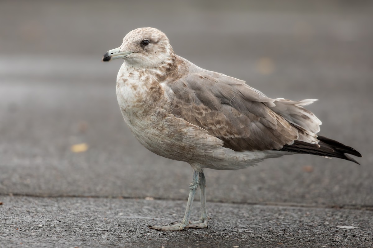 Gaviota Californiana - ML644128305