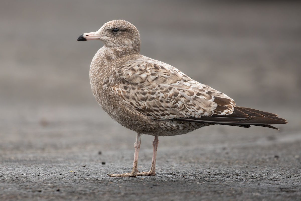 Gaviota Californiana - ML644128306