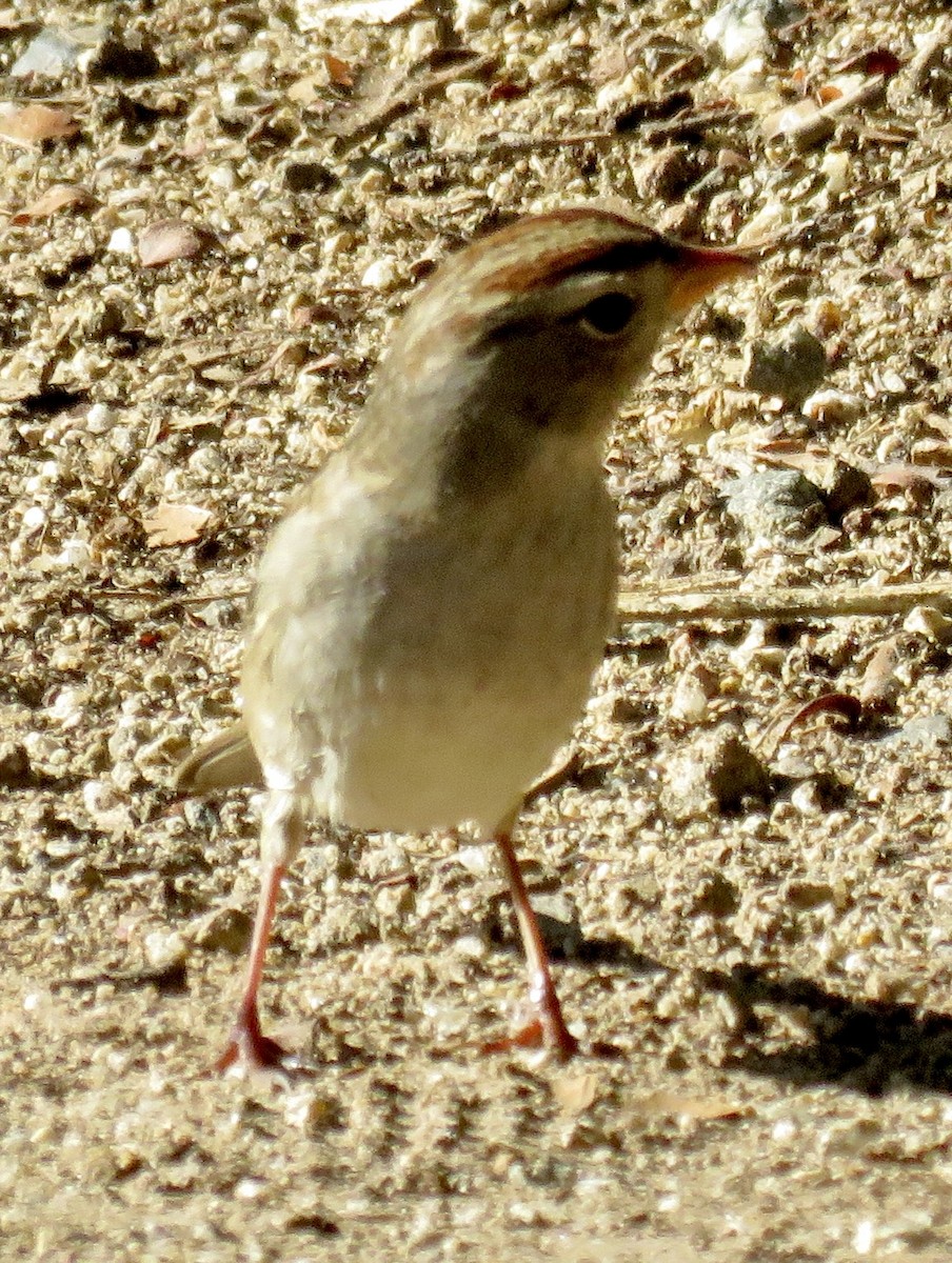 White-crowned Sparrow - ML644128341