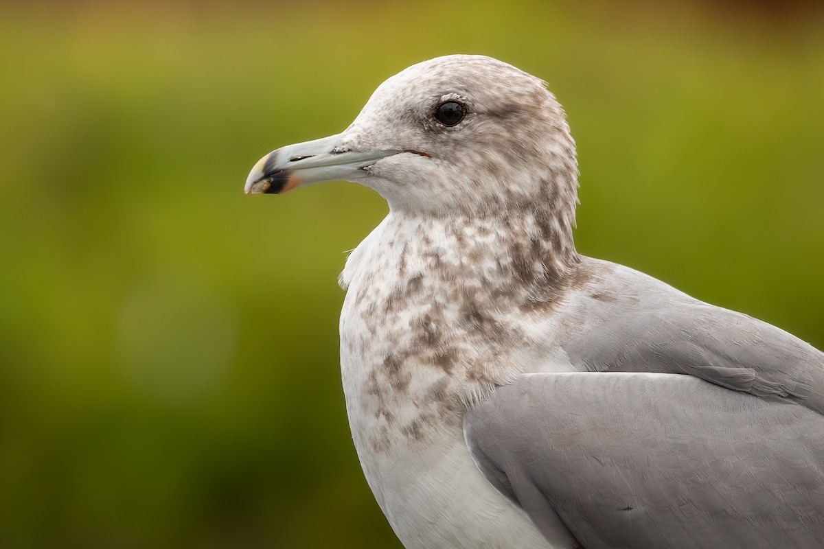 Gaviota Californiana - ML644128356