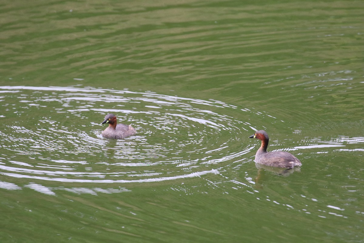 Little Grebe - ML644128358