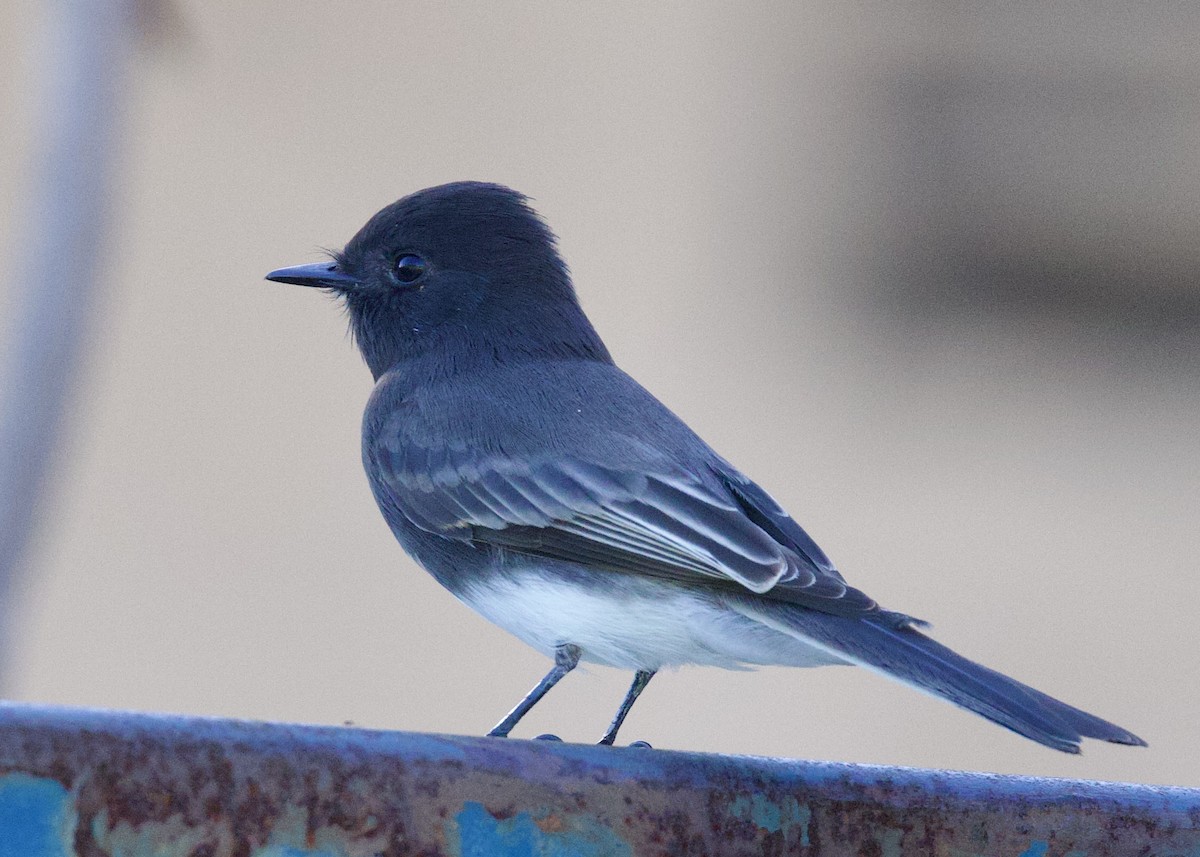 Black Phoebe - ML644128380